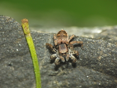 Stenaelurillus vyaghri