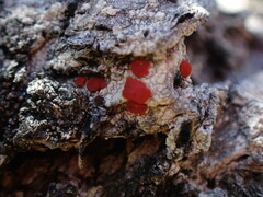 Ramboldia gowardiana