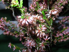 Erica inaequalis