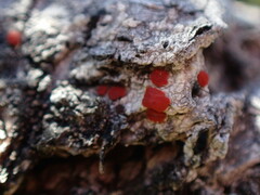 Ramboldia gowardiana