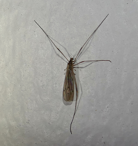 Crane fly photo 3