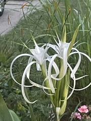 Hymenocallis