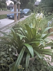 Hymenocallis
