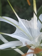 Hymenocallis