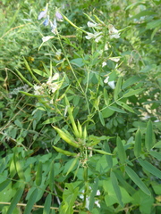 Galega officinalis