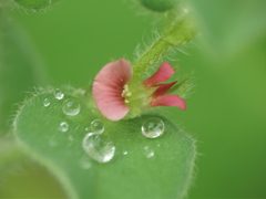 Indigofera cordifolia