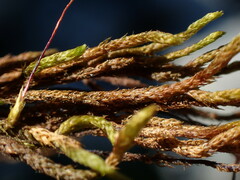 Pseudoleskea atricha