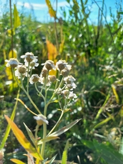 Achillea salicifolia