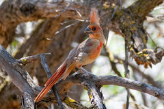 Cardinalis cardinalis superbus