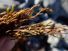 Pseudoleskea atricha