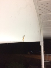 Donacaula longirostrallus