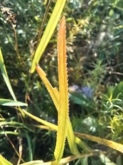 Achillea salicifolia