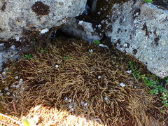 Pseudoleskea atricha