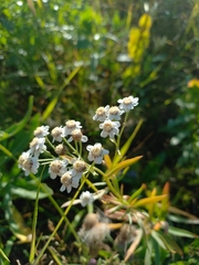 Achillea salicifolia