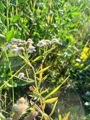 Achillea salicifolia