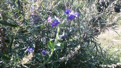 Anchusa officinalis