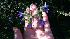 Anchusa officinalis