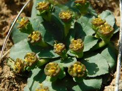 Euphorbia ecklonii