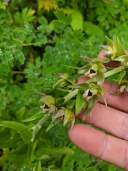 Epipactis papillosa