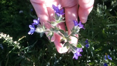 Anchusa officinalis