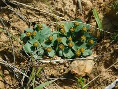 Euphorbia ecklonii