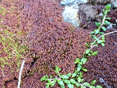 Andreaea nivalis