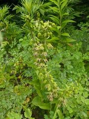 Epipactis papillosa