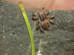 Stenaelurillus vyaghri
