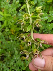 Epipactis papillosa