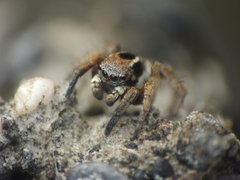 Stenaelurillus vyaghri