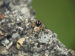 Stenaelurillus vyaghri