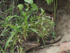 Cyanotis fasciculata