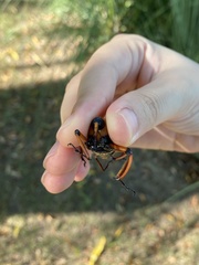 Cyrtotrachelus thompsoni