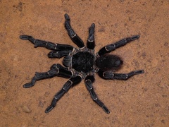 Acanthoscurria juruenicola
