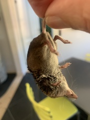 Sorex minutus
