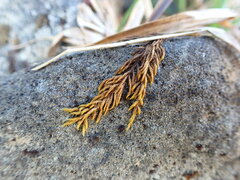 Pseudoleskea atricha