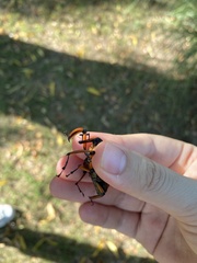 Cyrtotrachelus thompsoni