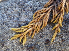 Pseudoleskea atricha