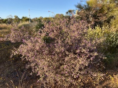 Seringia
