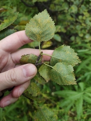 Melampsoridium betulinum