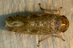 Allygidius atomarius