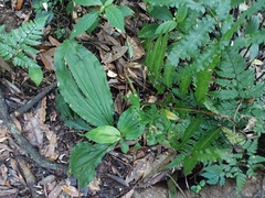 Calanthe triplicata
