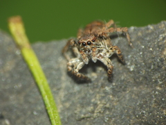 Stenaelurillus vyaghri