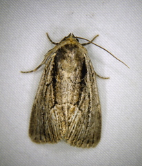 Sympistis badistriga