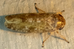 Allygidius atomarius