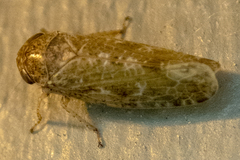 Allygidius atomarius