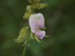 Tephrosia villosa