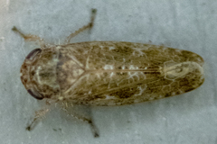 Allygidius atomarius