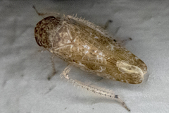 Allygidius atomarius