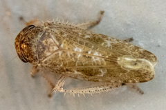 Allygidius atomarius